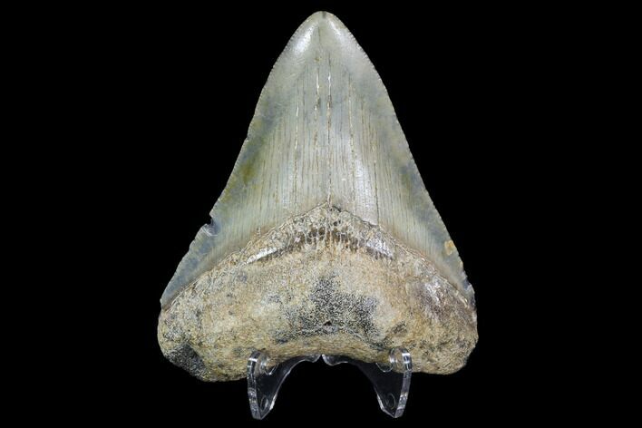 Megalodon Tooth - North Carolina #91339